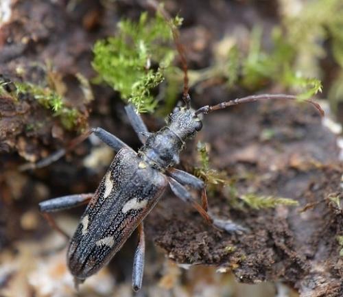 Réf. 201 660 : Rhagium bifasciatum